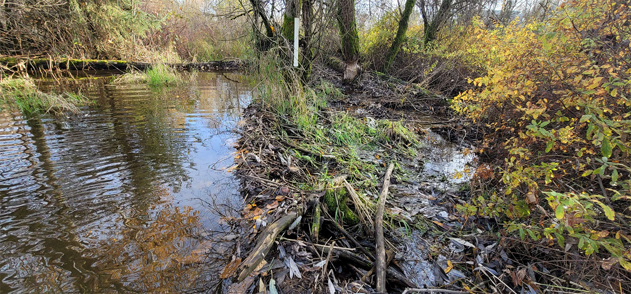 beaver dam